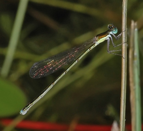 Female
2006_05_19_Tattnall